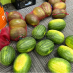 Watermelons-for-farmer-support-covering-the-office-floor